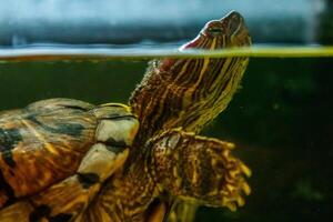 Beautiful turtle swims in the water close up photo