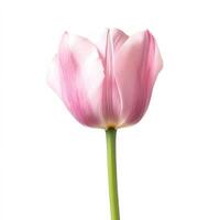 Elegant close-up of delicate pink tulip with gentle petals and simple stem against white background. Ideal for romantic compositions, botanical prints and springtime projects photo