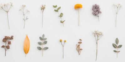 Minimalist botanical arrangement of various dried flowers on white background photo