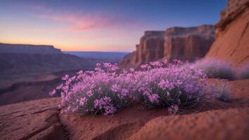 Pink Flowers Blooming on Desert Cliff Edge at Twilight Hour photo