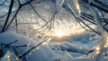 Frozen Branch with Icicles Glistening in Winter Sunlight Scenery photo