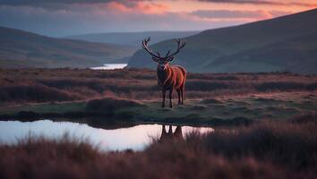 Deer Stands by Pond Reflecting Sunset in Mountain Landscape photo