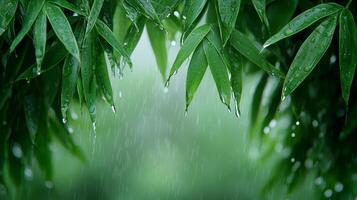 Lush green bamboo leaves under gentle rain droplets. Pure water unpolluted concept. photo