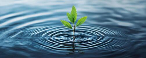 New plant sprouting in calm water, creating ripples around it. Pure water unpolluted concept. photo