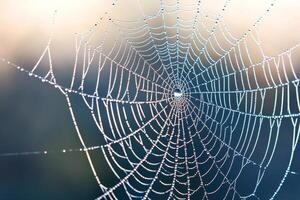 Delicate spider web adorned with glistening dew drops. photo
