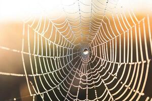 Delicate spider web glistening with morning dew droplets. photo