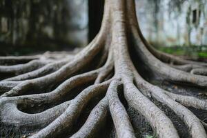 Intricate tree roots extending across the ground in a natural setting. photo