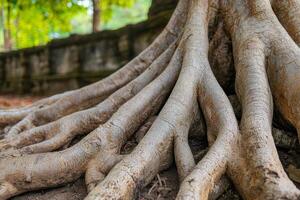Intricate tree roots extending over a textured ground surface. photo