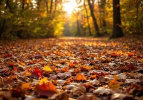 Sunlight streams through trees illuminating an autumn forest path covered with fallen leaves. photo