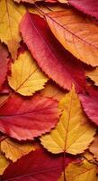 A stunning display of autumn leaves in a range of warm and inviting colors. photo