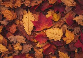 A stunning display of colorful fallen leaves creating a vibrant autumn scene. photo