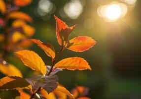 Vibrant orange leaves glow in the warm sunlight, creating a beautiful natural scene. photo