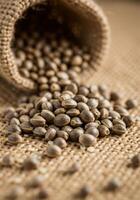 Close up of cannabis seeds spilling from a burlap sack on a rough surface. photo