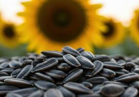 Closeup of sunflower seeds with a blurred background of large yellow sunflowers. photo