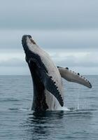 A magnificent humpback whale breaching the surface of the ocean in a stunning display. photo
