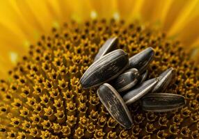 A detailed view of sunflower seeds resting on a vibrant, yellow flower. photo