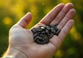 Hand cradles a generous pile of sunflower seeds, captured with soft bokeh. photo