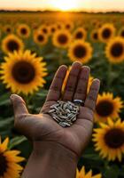 A person's hand holding sunflower seeds in a field of blooming sunflowers at sunset. photo
