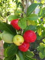 Closeup view of Malpighia emarginata, an evergreen shrub or small tree with common names include Barbados cherry, acerola, wild crepe myrtle, cereza and cerise. photo