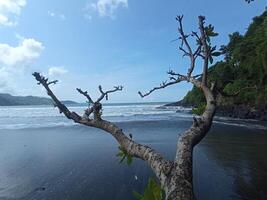 A weathered tree extends over black sand with waves crashing in the background, framed by a lush coastal jungle. photo
