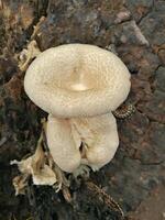 Closeup view of lentinus tigrinus, an edible mushroom that has significant antioxidant and antimicrobial activity. photo