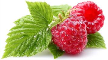 Zoom Close up of Juicy Red Raspberries with Green Leaves on White Background photo