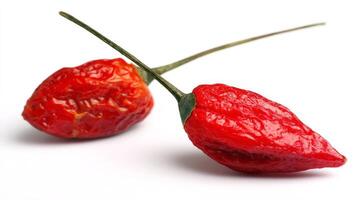 2 Ripe Red Chili Peppers Isolated on White Background photo