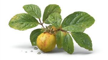 2 Ripe Yellow Quinces with Green Leaves and Water Droplets on White Background photo