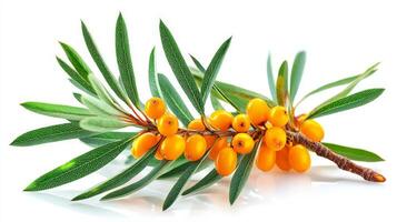 Bright Orange Sea Buckthorn Berries on Branch with Green Leaves Isolated on White Background photo