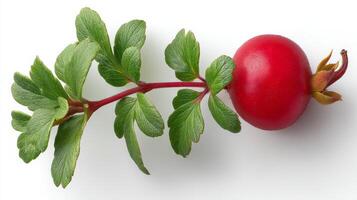 Bright Red Cranberry with Green Leaves on White Background photo