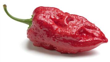 1 Bright Red Chili Pepper Isolated on White Background photo