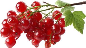 Bright Red Currants Cluster on Branch with Green Leaves Isolated on White photo