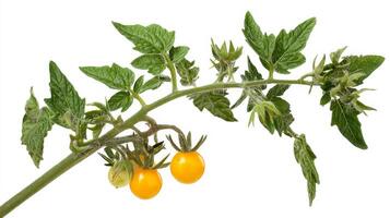Bright Yellow Cherry Tomatoes on Vine with Green Leaves Isolated on White Background photo