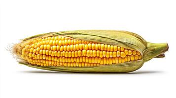 1 Bright Yellow Corn Cob on White Background photo