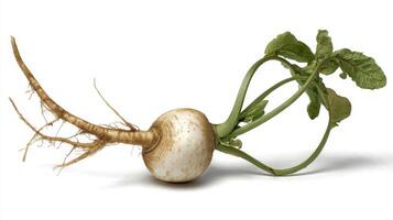 Closeup of a Crisp White Turnip with Green Leaves Isolated on White Background photo