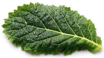 Closeup of a Fresh Green Mustard Leaf Isolated on White Background photo