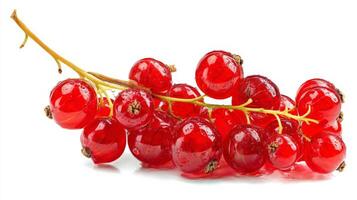 Closeup of a Fresh Red Currant Cluster on White Background photo