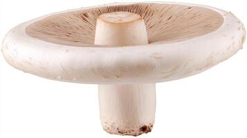 Closeup of a Fresh White Mushroom Isolated on White Background photo
