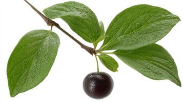 Closeup of a Juicy Purple Huckleberry on a Branch with Green Leaves photo