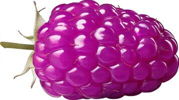 Closeup of a Juicy Purple Blackberry Isolated on White Background photo