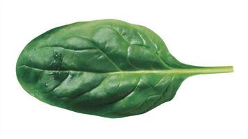 Closeup of a Single Fresh Green Spinach Leaf on White Background photo