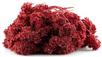 Closeup of a Ripe Red Elderberry Cluster on White Background photo