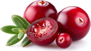 Closeup of Plump Red Lingonberries Isolated on White Background photo