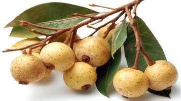 Closeup of Fresh Yellow Loquats on Branch with Leaves on White Background photo