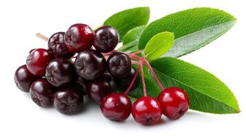 Closeup of Ripe Purple and Red Chokeberries with Green Leaves on White Background photo