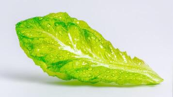 Crisp Green Endive Leaf Isolated on White Background photo