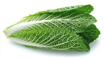 Zoom Close up of a 1 Crisp Green Romaine Lettuce on White Background photo