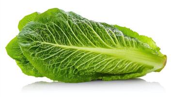 Close up of a single Crisp Green Romaine Lettuce on White Background photo