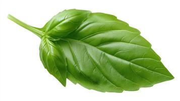 Green Basil Leaf Isolated on White Background photo
