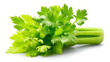 Green Celery Stalk with Leaves on White Background photo